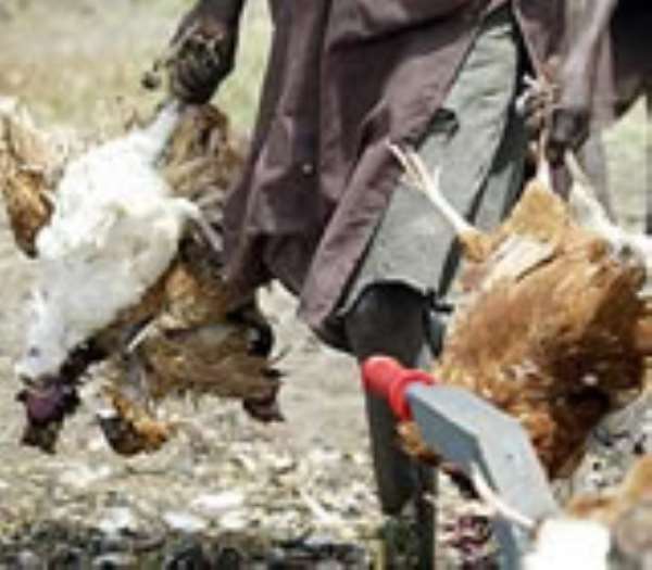 Ghana Free Of Bird Flu